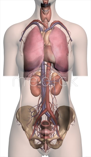 泌尿器 生殖器系の臓器のイラスト 医療のイラスト 写真 動画 素材販売サイトのメディック Medick