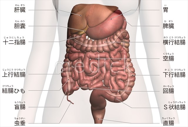 消化器系の臓器のイラスト 医療のイラスト 写真 動画 素材販売サイトのメディック Medick