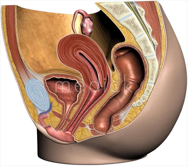 女性生殖器の位置のイラスト 医療のイラスト 写真 動画 素材販売サイトのメディック Medick