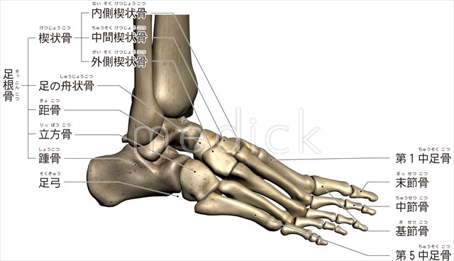 足の骨格と関節 右足 のイラスト 医療のイラスト 写真 動画 素材販売サイトのメディック Medick