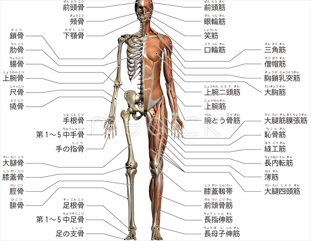 全身の筋肉と骨格 前方からみる のイラスト 医療のイラスト 写真