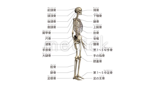 全身の骨格と主な骨の名称 斜め のイラスト 医療のイラスト 写真 動画 素材販売サイトのメディック Medick
