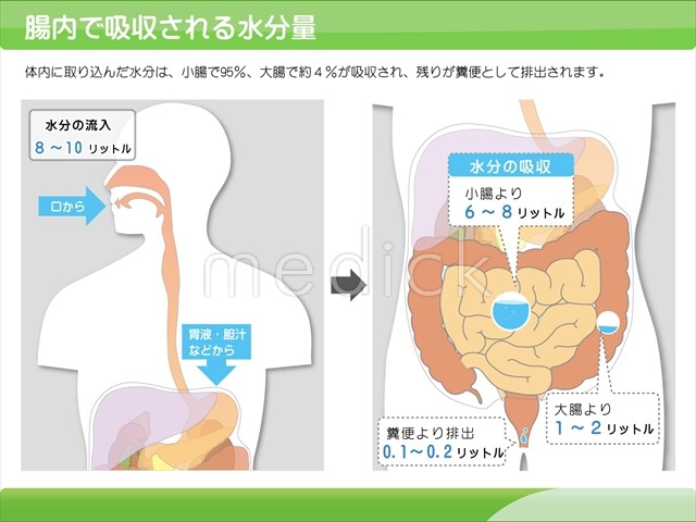 腸内で吸収される水分量の説明スライド 医療のイラスト 写真 動画 素材販売サイトのメディック Medick