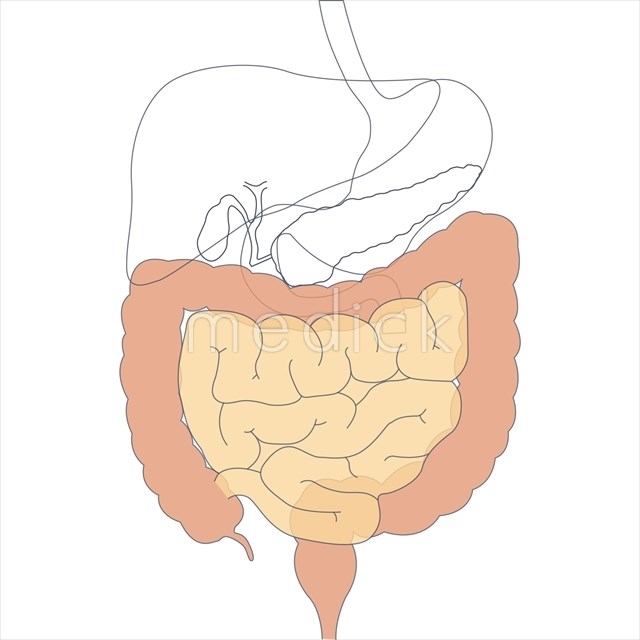 小腸と大腸のイラスト 医療のイラスト 写真 動画 素材販売サイトのメディック Medick