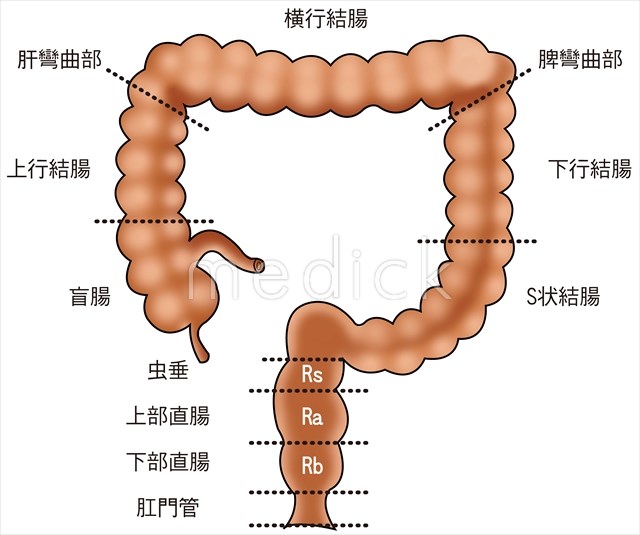 大腸の区分のイラスト 医療のイラスト 写真 動画 素材販売サイト