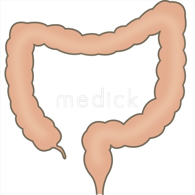 大腸のイラスト 医療のイラスト 写真 動画 素材販売サイトの