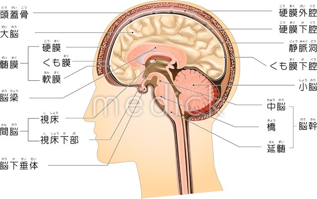脳の構造 縦断図 医療のイラスト 写真 動画 素材販売サイトのメディック Medick