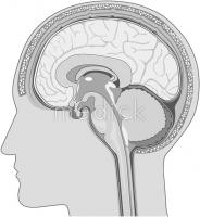 人体解剖図 人体図 脳 神経 イラストs 医療のイラスト 写真 動画 素材販売サイトのメディック Medick