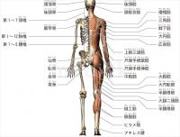 人体解剖図 人体図 骨 筋肉 医療のイラスト 写真 動画 素材