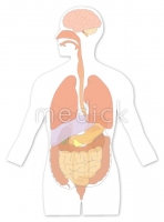 人体解剖図 人体図 胃 腸 胆 管 膵 医療のイラスト 写真 動画 素材販売サイトのメディック Medick