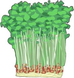豆苗のイラスト
