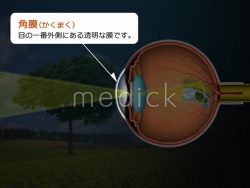 【動画】眼の構造