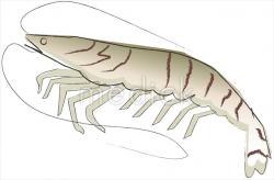 魚介類 エビのイラスト
