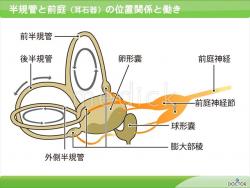 半規管と前庭（耳石器）の位置関係と働きの説明スライド