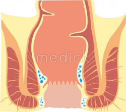 肛門の構造
