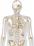 骨上半身のイラスト