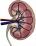 腎臓の構造のイラスト