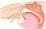 鼻鏡検査のイラスト