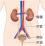 尿路（腎臓・尿管・膀胱・尿道）のイラスト