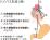 冠動脈バイパス手術のイラスト