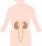 腎臓と膀胱の位置のイラスト