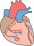 心臓のイラスト