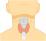 甲状腺のイラスト
