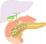 胆のうと胆汁のイラスト