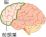 前頭葉のイラスト